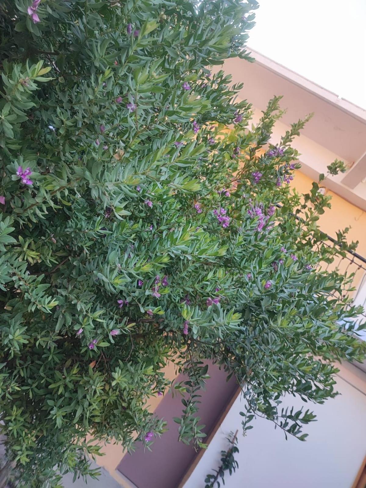Apartmán Myrtia Symi Exteriér fotografie